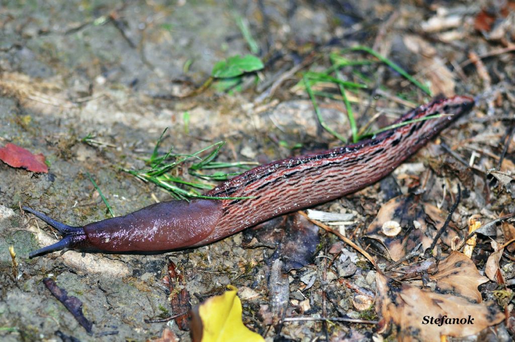 Limax dacampi-gruppo dei laghetti delle Nognere-Muggia (TS)